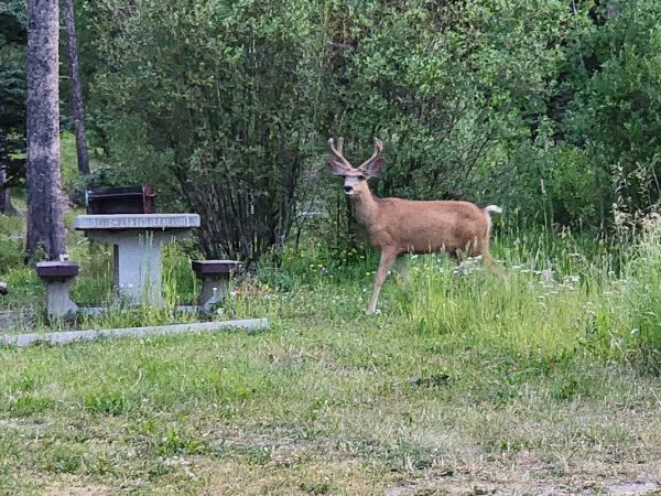 Beaverdam campground
