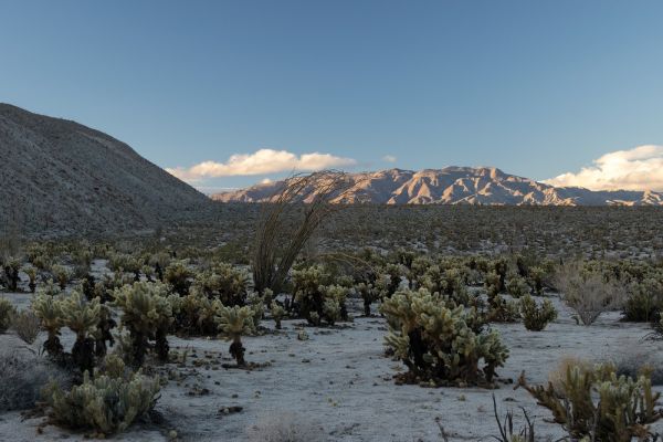 Mountain Palm Springs Primitive Campground