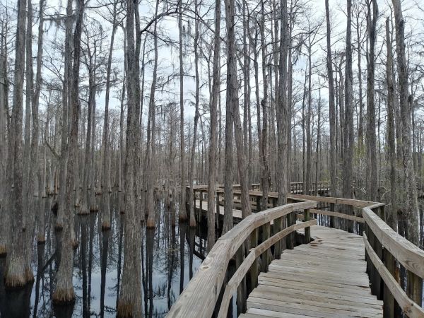 Pine Log State Forest