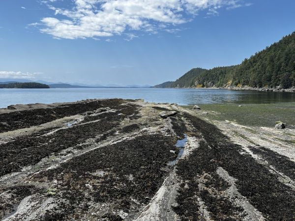 Montague Harbour Campground - Vehicle