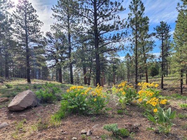 Upper Pleasant Creek Campground