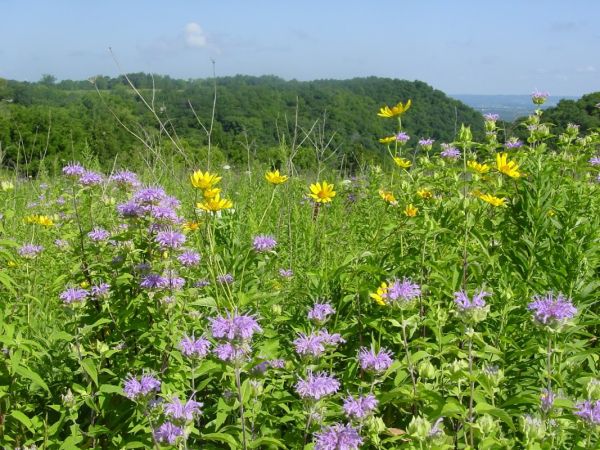 Great River Bluffs State park Bicycle Campground