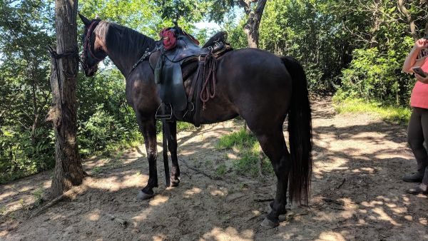 Zumbro Bottoms Horse Campground - Central