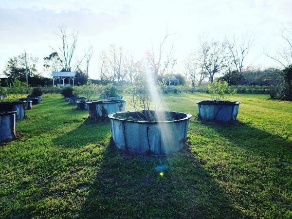 The Plantations At Fish River