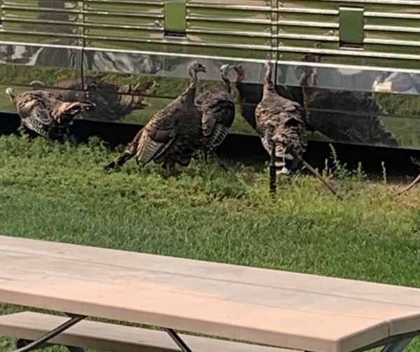 Country Cabins RV Park