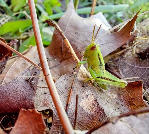 Crosswinds Resort and Campground