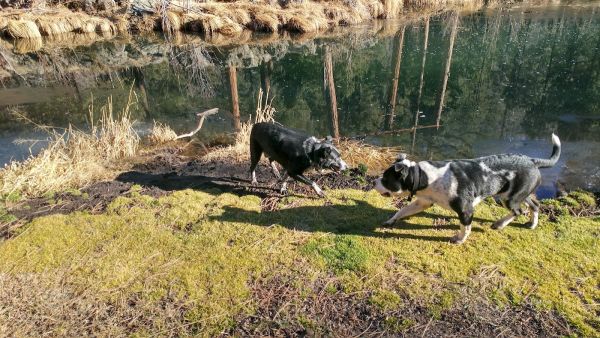 Deer Creek (East Fork - Black River) Campground