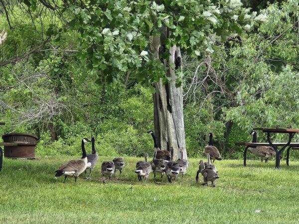 Wildwood Acres Campground