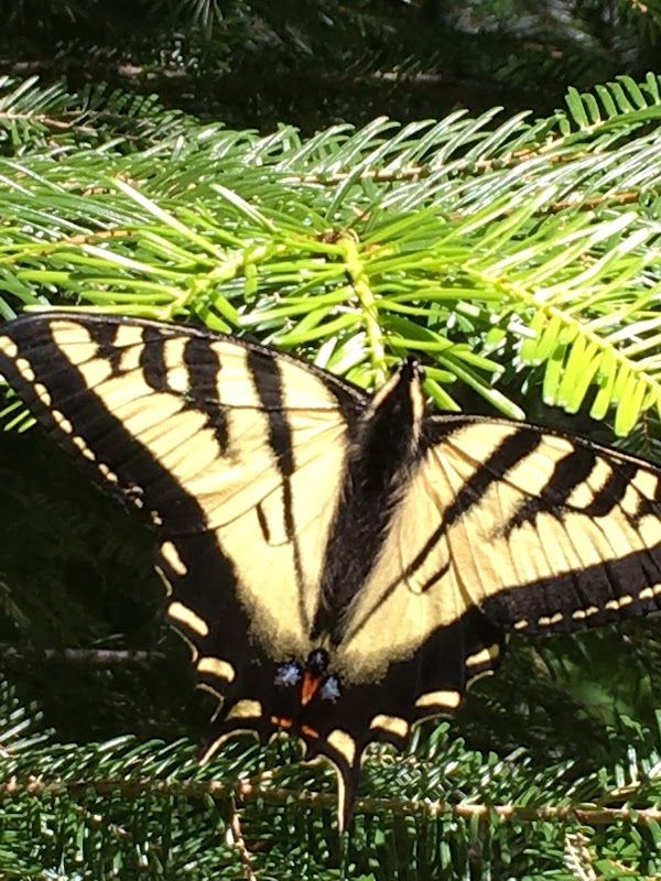 Pine Needle Campground