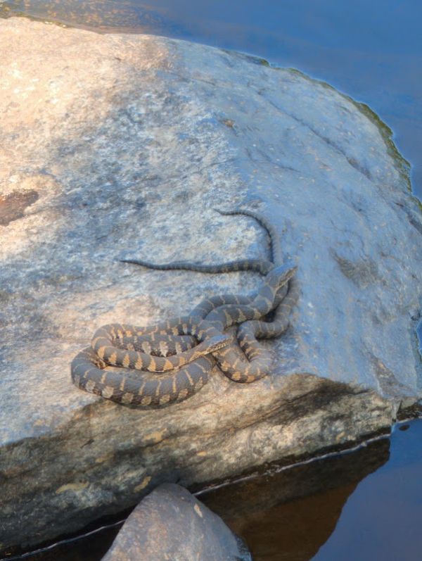 Sioux Portage Group Campground