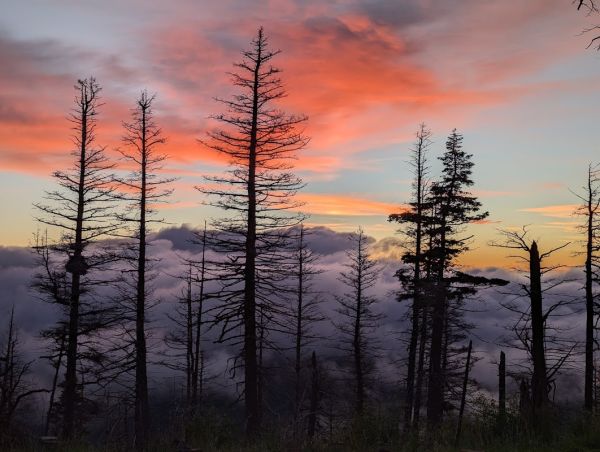 Johnson Mesa Campground