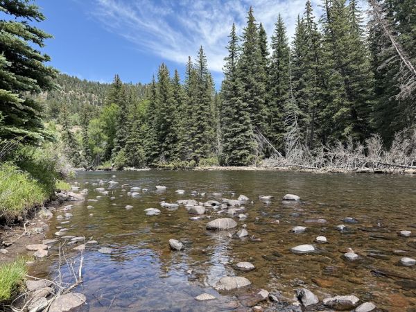 Aspen Glade (Rio Grande National Forest, CO)