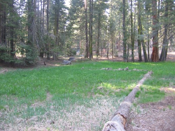 Aspen Hollow Group (Sequoia National Forest, CA)