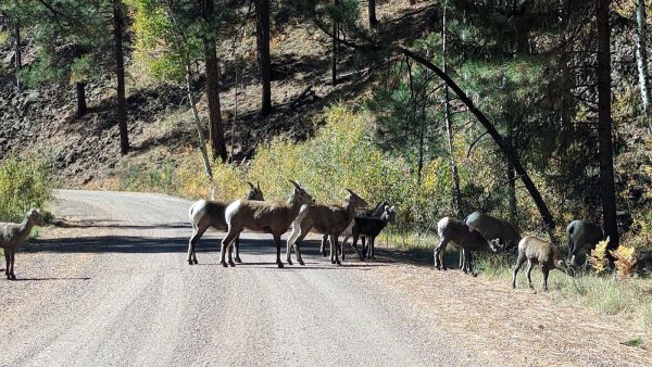 Aspen Campground - East Fork Black River