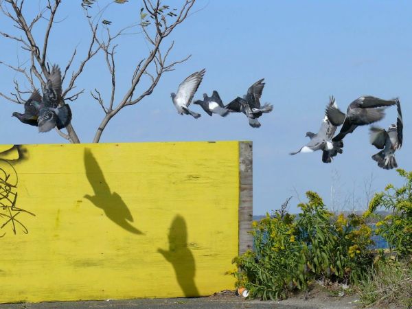 CAMP GATEWAY- BROOKLYN NY