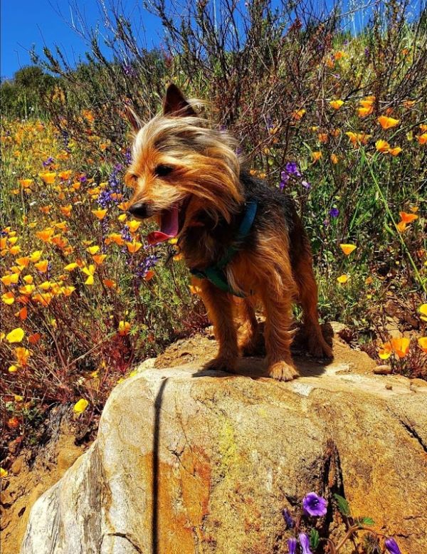 DRIPPING SPRINGS CAMPGROUND (CA)