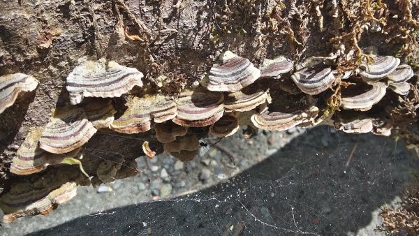 East Fork Campground – Six Rivers NF (CA)