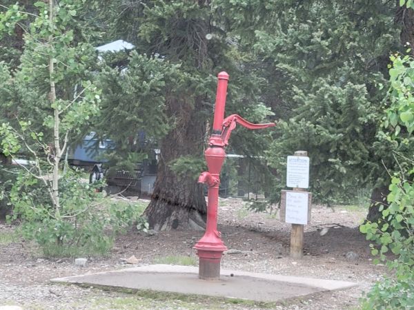Lodgepole (Jefferson Lake, Fairplay Colorado)