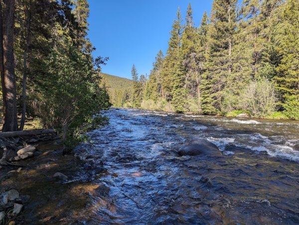 Lodgepole (Taylor River Canyon near Gunnison, COLORADO)