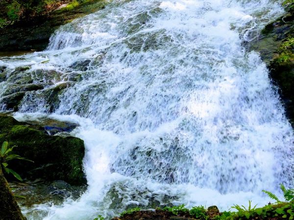 Lower Chasteen Creek #50