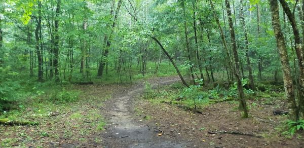 Bumgardner Branch #60