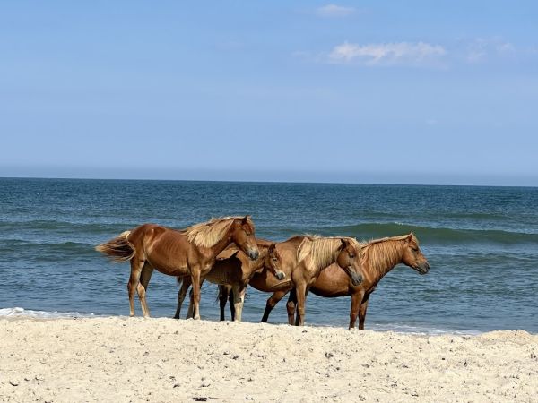 Assateague Island National Seashore