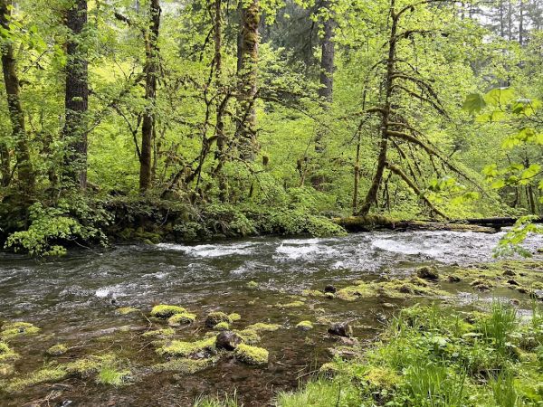 ROARING RIVER (GROUP)