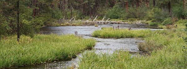 Riverside Campground (Deschutes National Forest, OR)