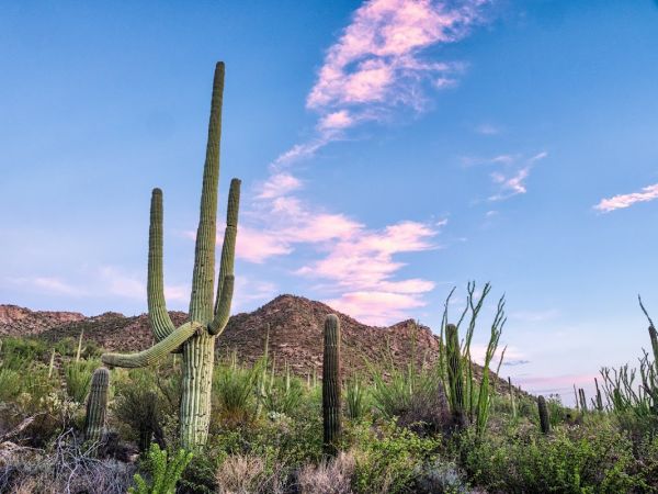 Saguaro National Park Wilderness Permits