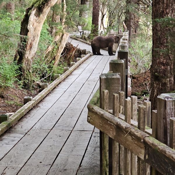 Starrigavan Campground and Day Use