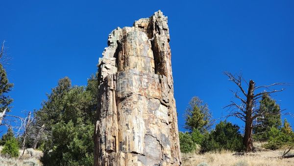 Dry Creek Petrified Tree Environmental  Education Area