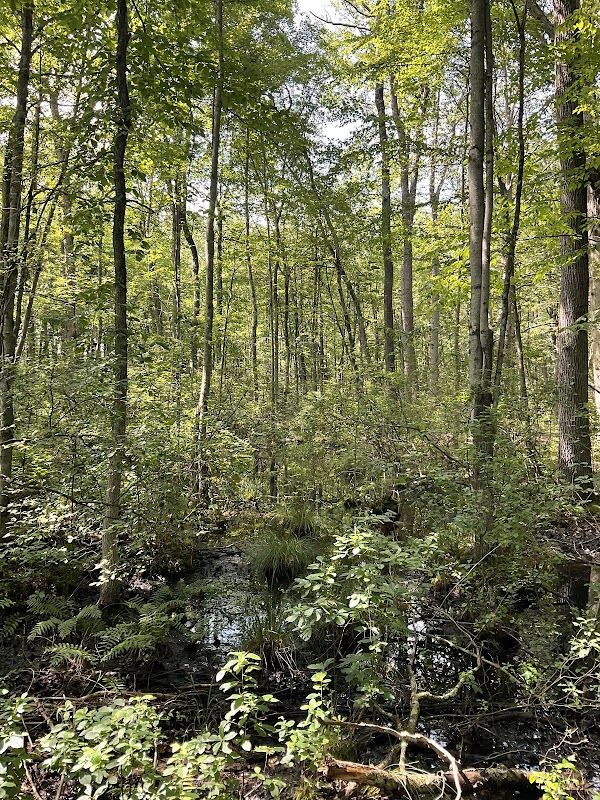 Great Swamp National Wildlife Refuge Wilderness