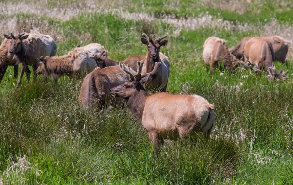 Dean Creek Elk Viewing Area