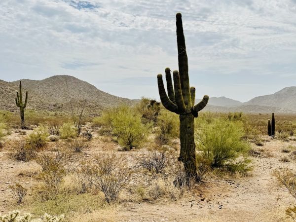 Harquahala Pack Trail Basecamp Trailhead