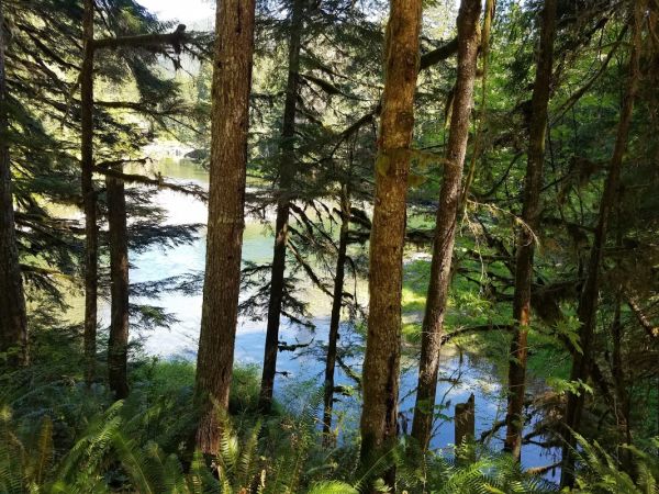 Camp Creek Olympic Discovery Trailhead