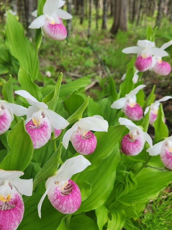 Lady Slipper Scenic Byway