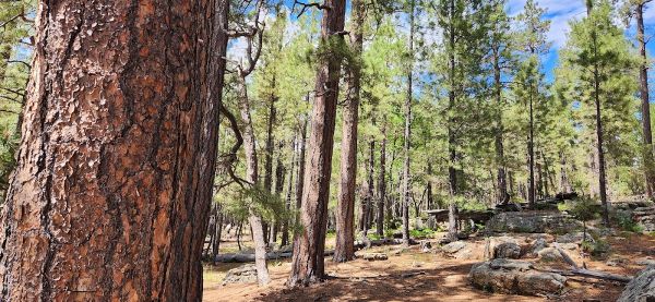 Woods Canyon Lake Recreation Area
