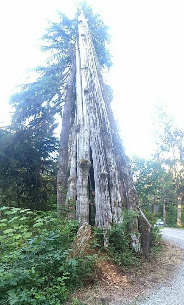 Bayview Campground (mt. Baker-snoqualmie National Forest, Wa)