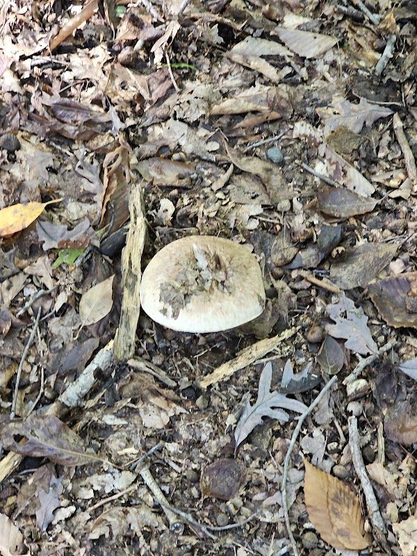 Cabin Camp 1 (By Reservation Only)