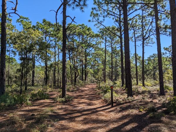 Carolina Beach State Park