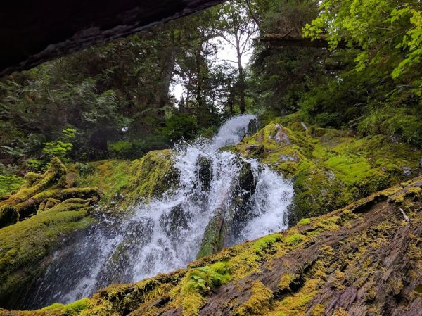 Mount Tom Creek Campsites