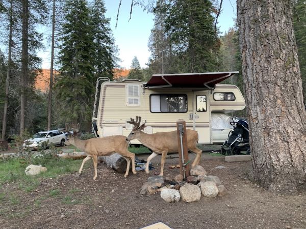 Sequoia Lodgepole Campground
