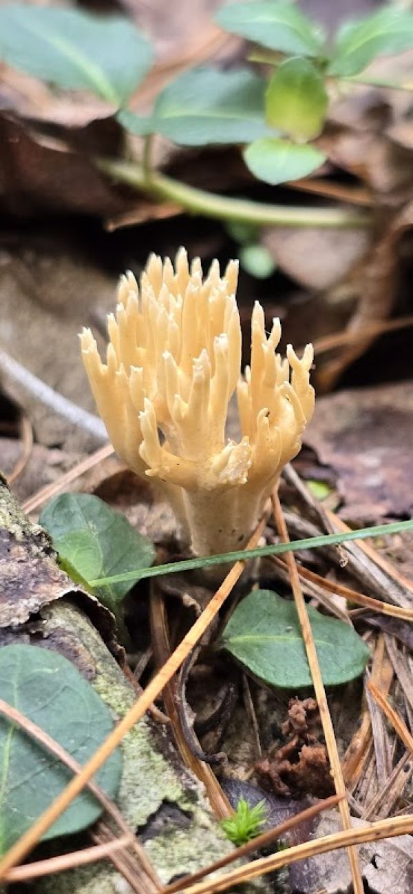 Raccoon Run - Michaux Campsite #15