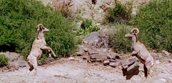 Mushroom Gulch Site 1