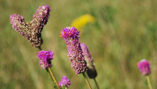 Charles A. Lindbergh State Park Group Site