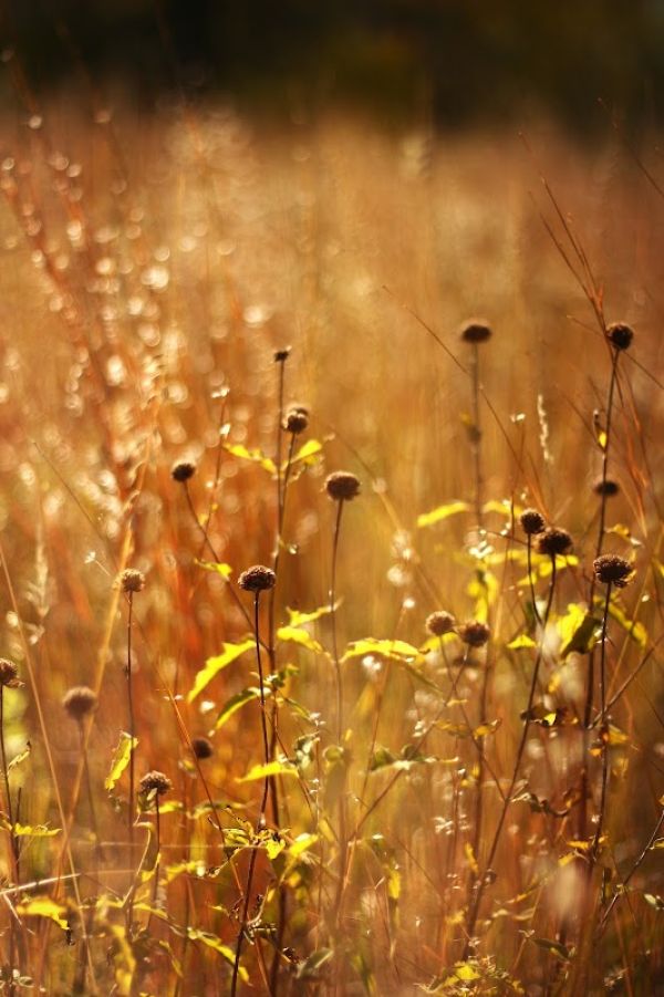 Lake Carlos Sate Park - Horse Camp