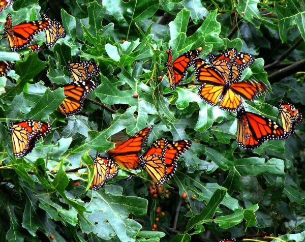 Lake Louise State Park