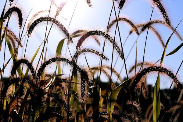 Afton State Park Back Country Campground
