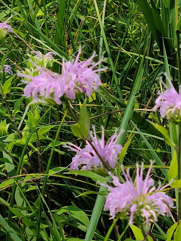 Iowa Lake Wildlife Area Campground