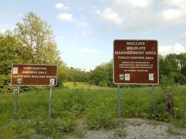Mullins Pond Campsite